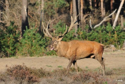 aDSC_9402 Veluwe 2019