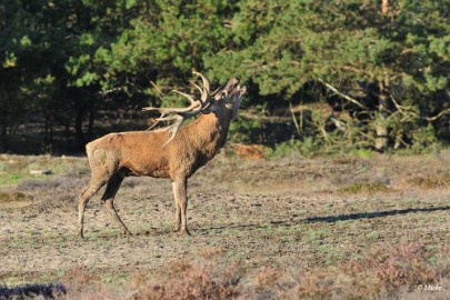 aDSC_9421 Veluwe 2019