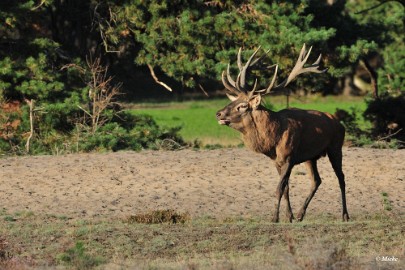 aDSC_9452 Veluwe 2019