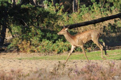 aDSC_9507 Veluwe 2019