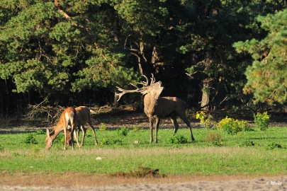 aDSC_9622 Veluwe 2019