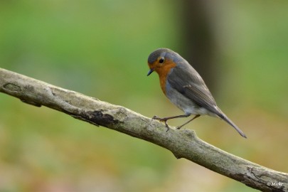 aDSC_7181 Roodborst