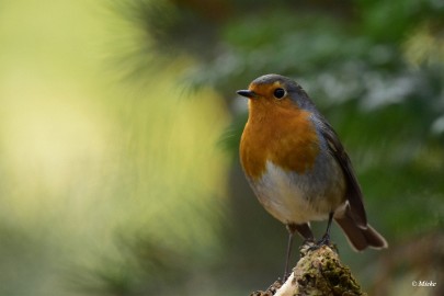 aDSC_7209 Roodborst