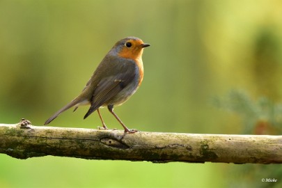 aDSC_7433 Roodborst