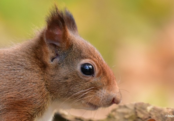 Eekhoorntjes in het bos herfst 2019