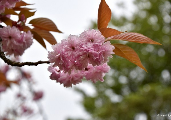 Japanse tuin Hasselt 2019