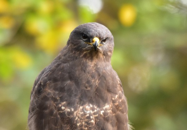 Roofvogels in het bos herfst 2019