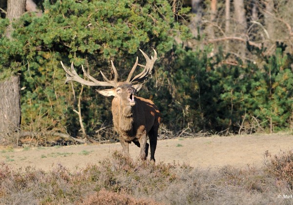 Veluwe 2019