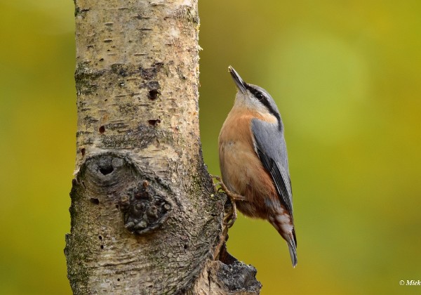 Vogels in het bos herfst 2019