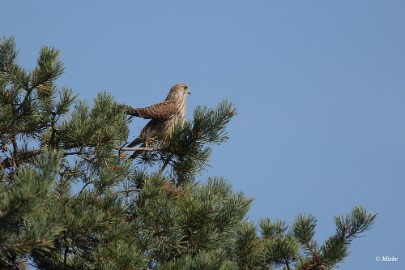 aDSC_0294 Veluwe 2020