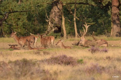 aDSC_0339 Veluwe 2020