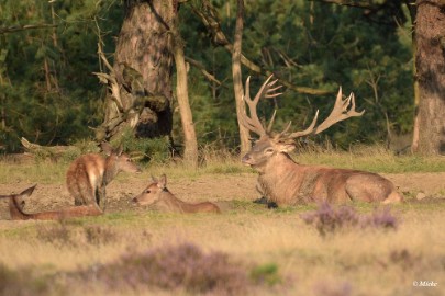 aDSC_0352 Veluwe 2020