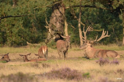 aDSC_0365 Veluwe 2020