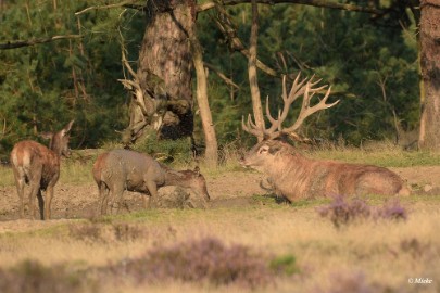 aDSC_0392 Veluwe 2020