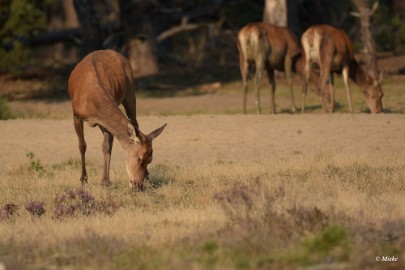 aDSC_0445 Veluwe 2020