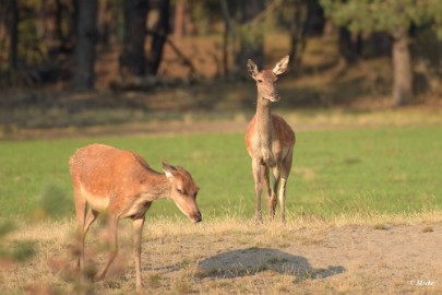 aDSC_0461 Veluwe 2020