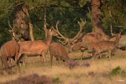 aDSC_0481 Veluwe 2020