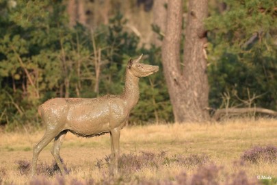 aDSC_0483 Veluwe 2020