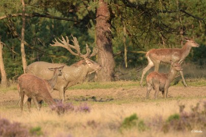 aDSC_0519 Veluwe 2020