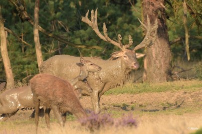 aDSC_0521 Veluwe 2020