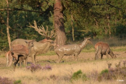 aDSC_0523 Veluwe 2020