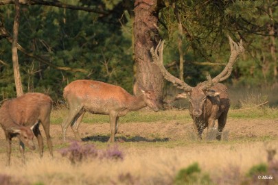 aDSC_0540 Veluwe 2020