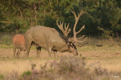 aDSC_0552 Veluwe 2020