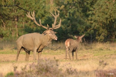 aDSC_0563 Veluwe 2020