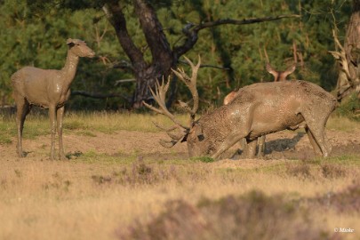 aDSC_0593 Veluwe 2020