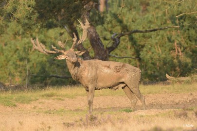 aDSC_0624 Veluwe 2020