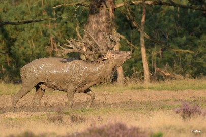 aDSC_0645 Veluwe 2020