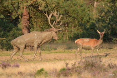 aDSC_0649 Veluwe 2020