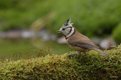 bdboshutwim 01 Vogels bij de boshut 2020