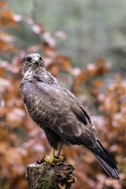 boshutwim 02 Vogels bij de boshut 2020