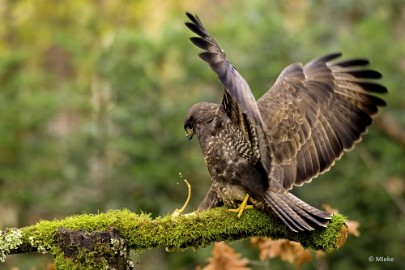 boshutwim 03 Vogels bij de boshut 2020