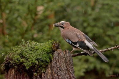 bdboshutwim 04 Vogels bij de boshut 2020