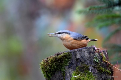 bdboshutwim 06 Vogels bij de boshut 2020