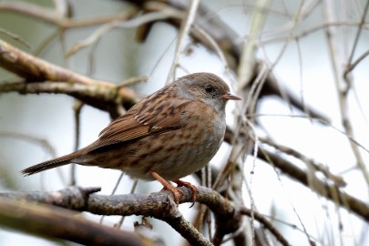 bdboshutwim 07 Vogels bij de boshut 2020