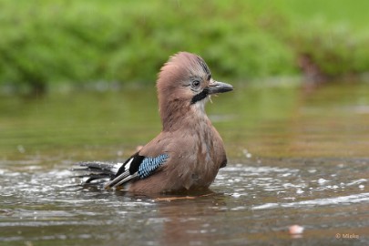 bdboshutwim 08 Vogels bij de boshut 2020