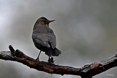 bdboshutwim 09 Vogels bij de boshut 2020