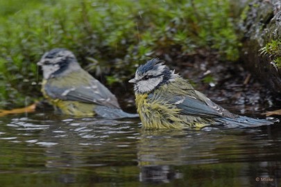 bdboshutwim 10 Vogels bij de boshut 2020