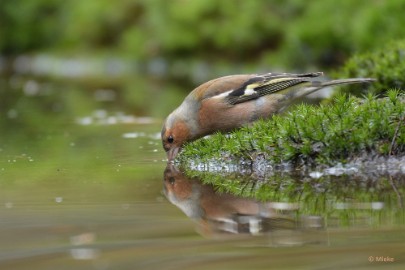 bdboshutwim 11 Vogels bij de boshut 2020