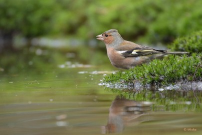 bdboshutwim 12 Vogels bij de boshut 2020