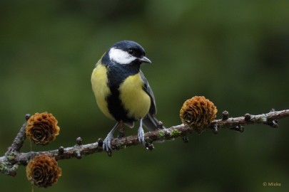 bdboshutwim 14 Vogels bij de boshut 2020