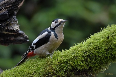 bdboshutwim 15 Vogels bij de boshut 2020