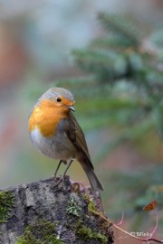 bdboshutwim 16 Vogels bij de boshut 2020