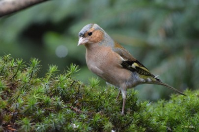 bdboshutwim 17 Vogels bij de boshut 2020