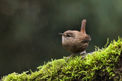 boshutwim 18 Vogels bij de boshut 2020