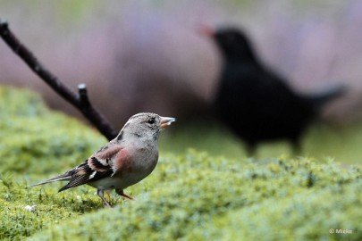 bdboshutwim 19 Vogels bij de boshut 2020