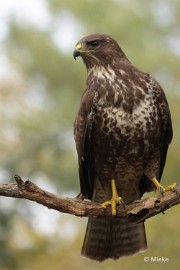 bdboshutwim 20 Vogels bij de boshut 2020